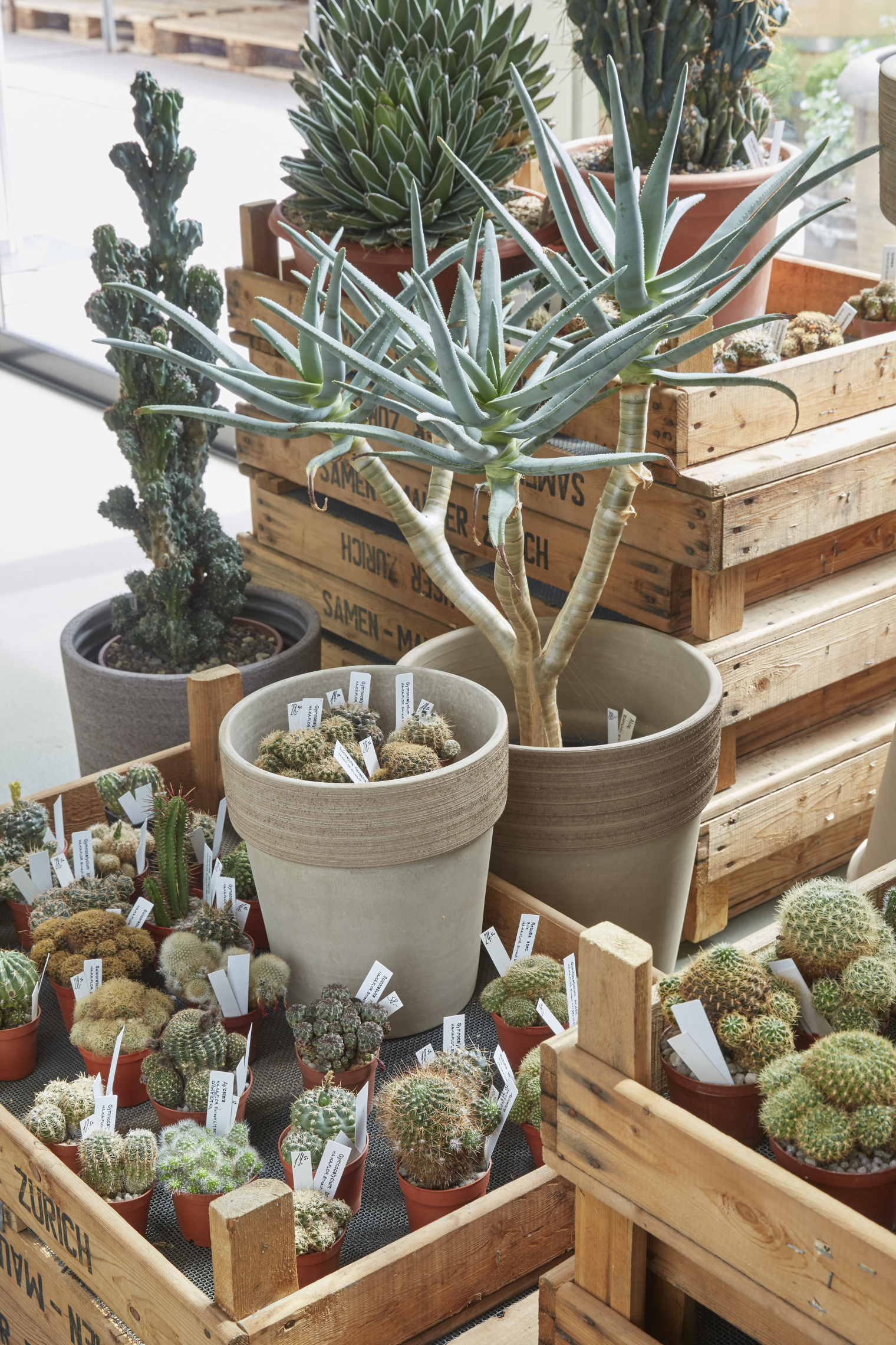 Besondere Schweizer Kakteen. zum wilden Gärtner. Pflanzen Gärtnerei. Store. Interior Design und Gestaltungskonzept von Martina Nievergelt